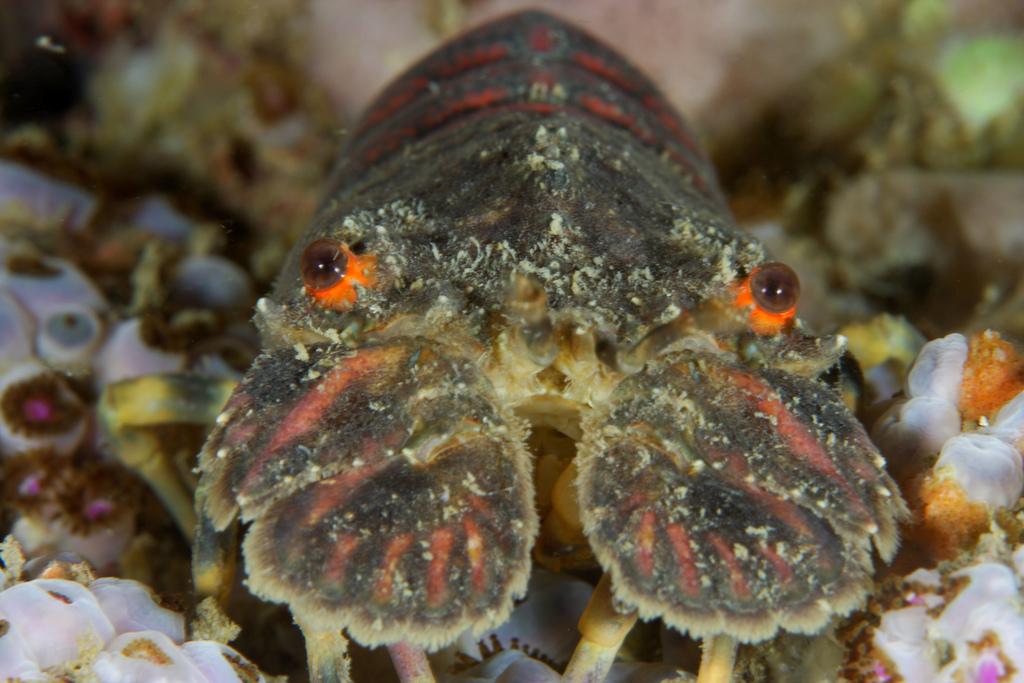 Petite cigale de mer