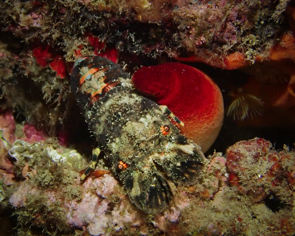 Petite cigale de mer