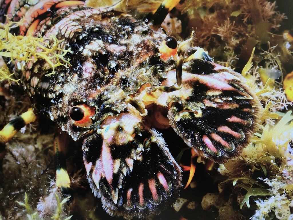 Petite cigale de mer