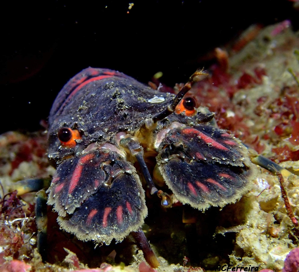 Petite cigale de mer