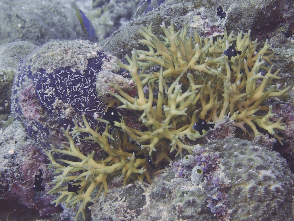 Birdsnest Coral