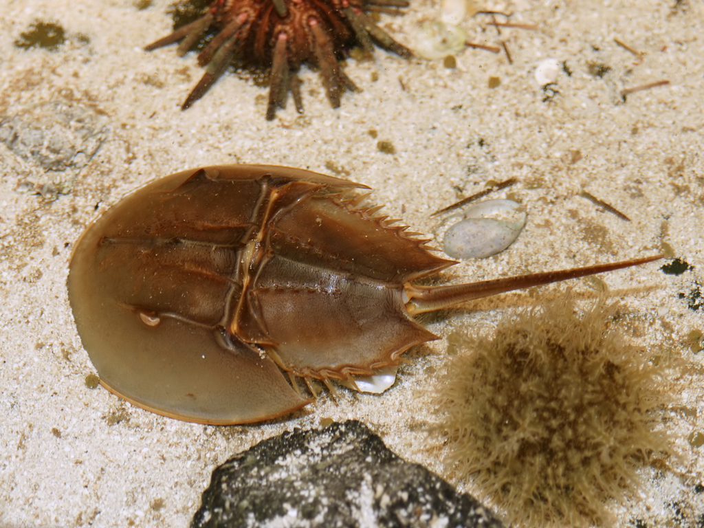 Atlantic Horseshoe Crab