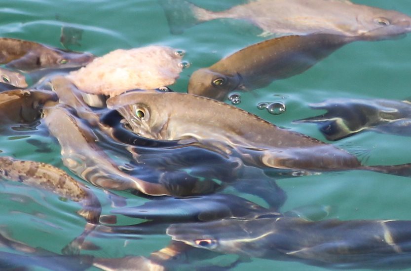 Rivulated Rabbitfish