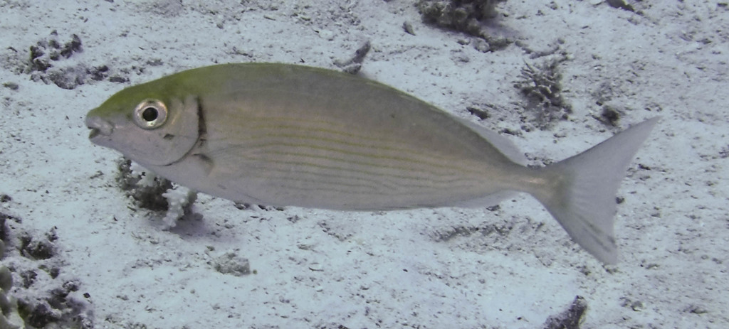 Rivulated Rabbitfish