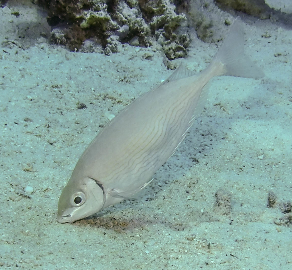 Rivulated Rabbitfish