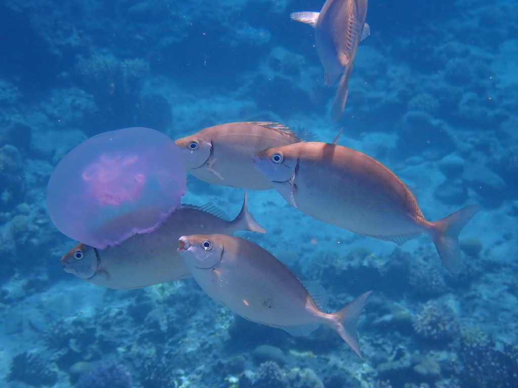 Rivulated Rabbitfish
