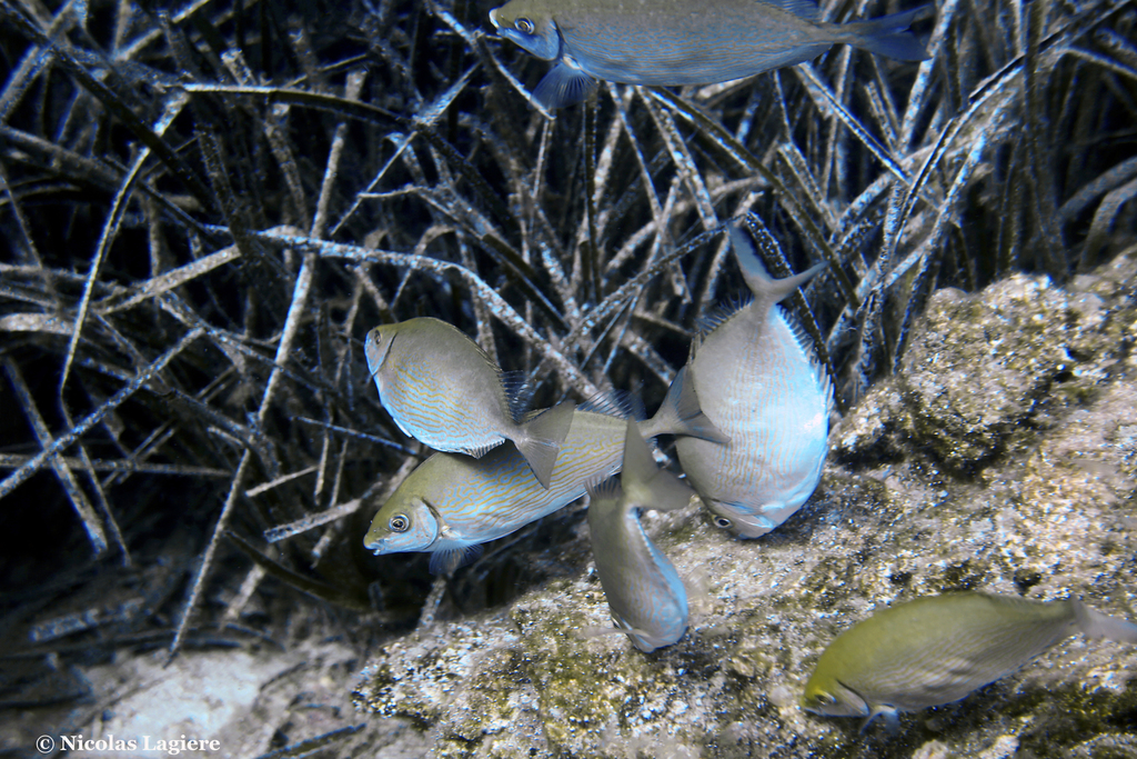Rivulated Rabbitfish