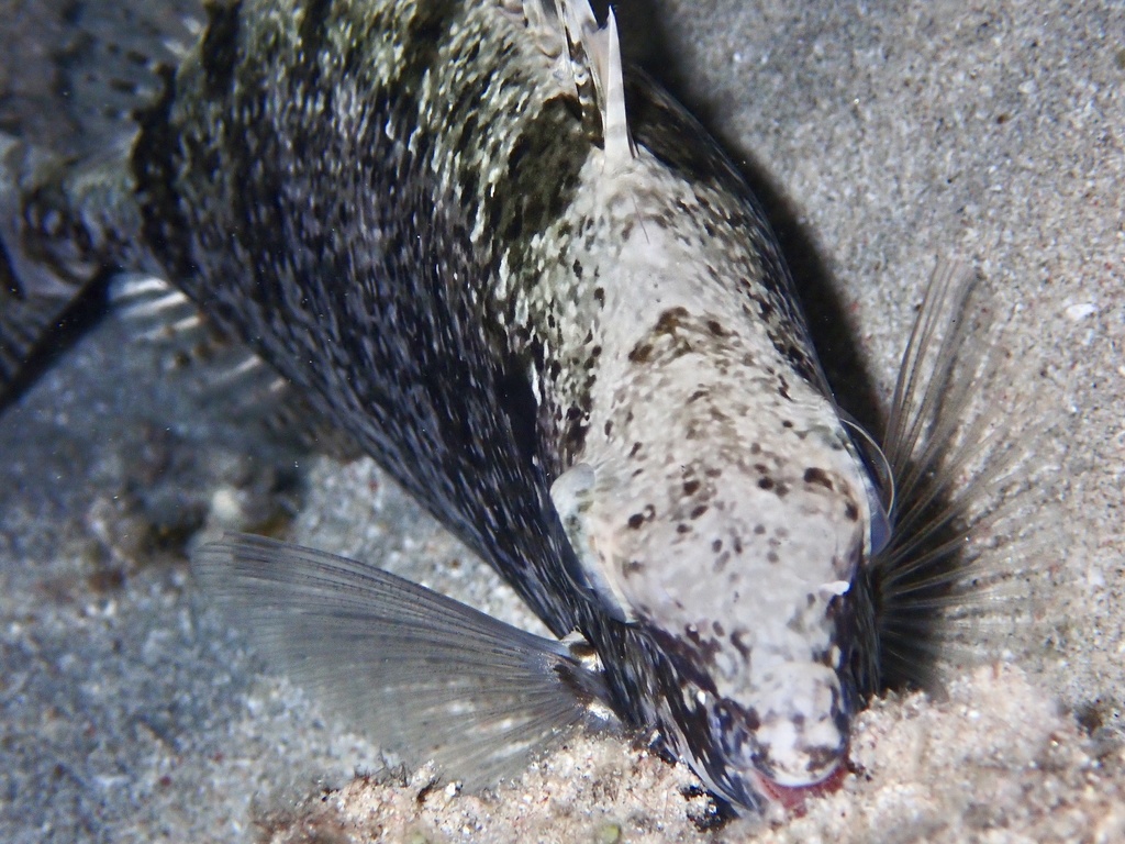 Rivulated Rabbitfish