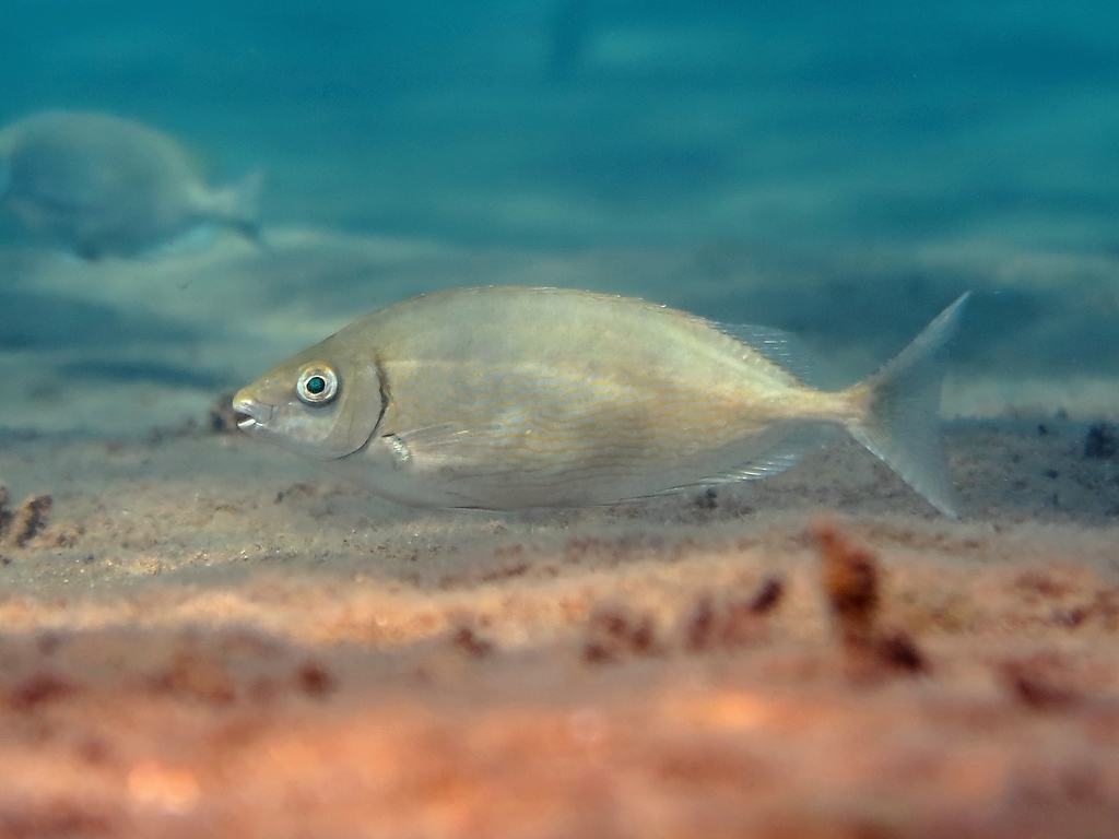 Rivulated Rabbitfish