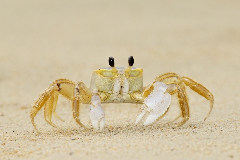 Atlantic Ghost Crab