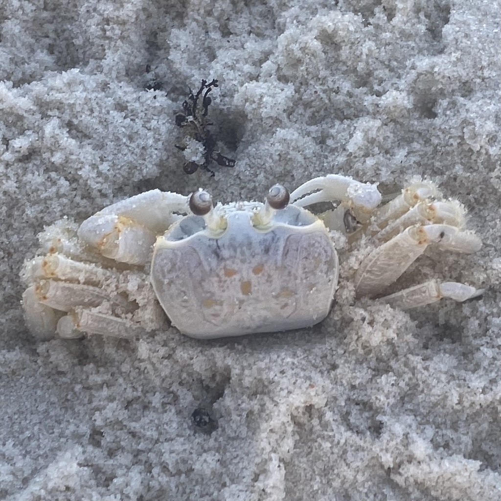 Atlantic Ghost Crab