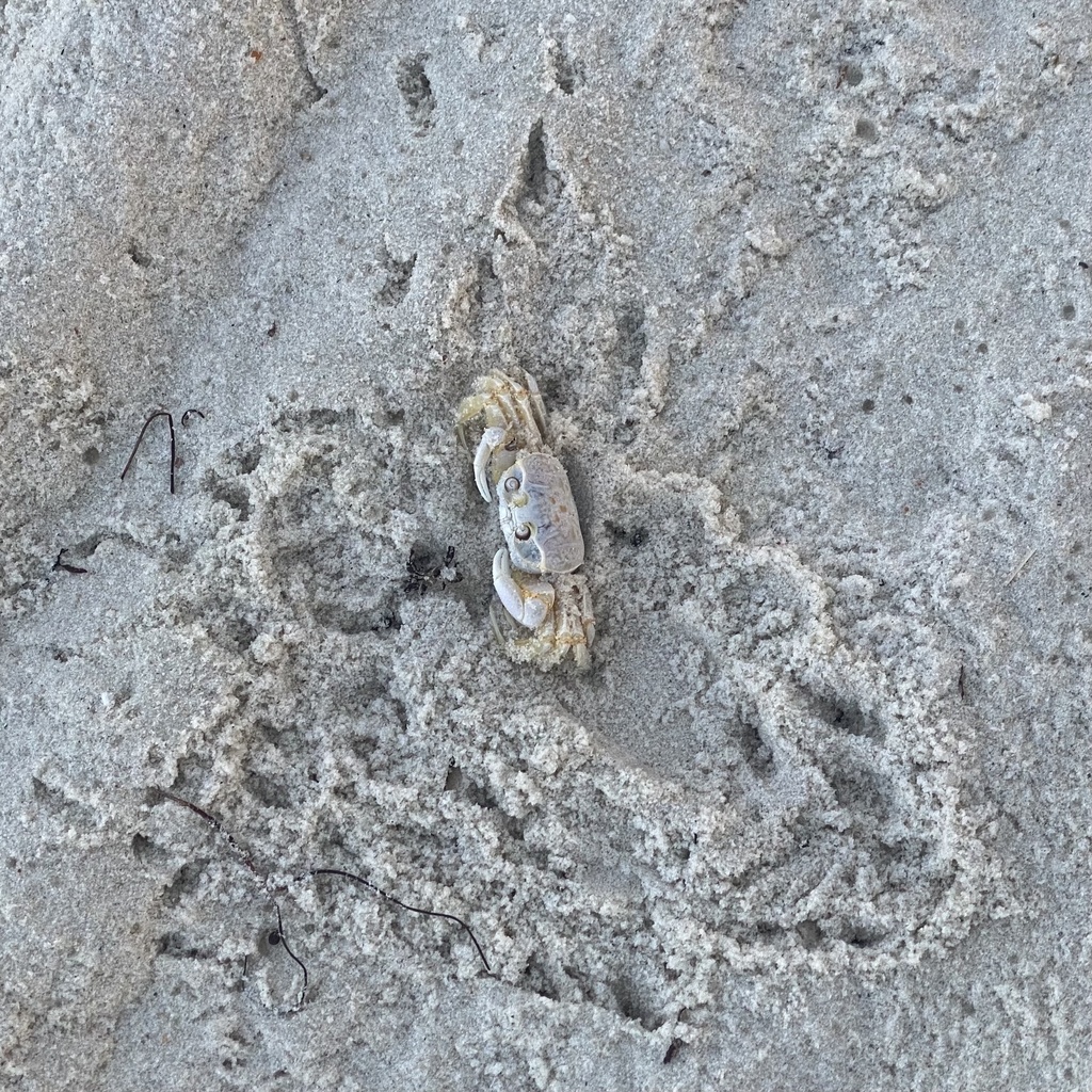 Atlantic Ghost Crab