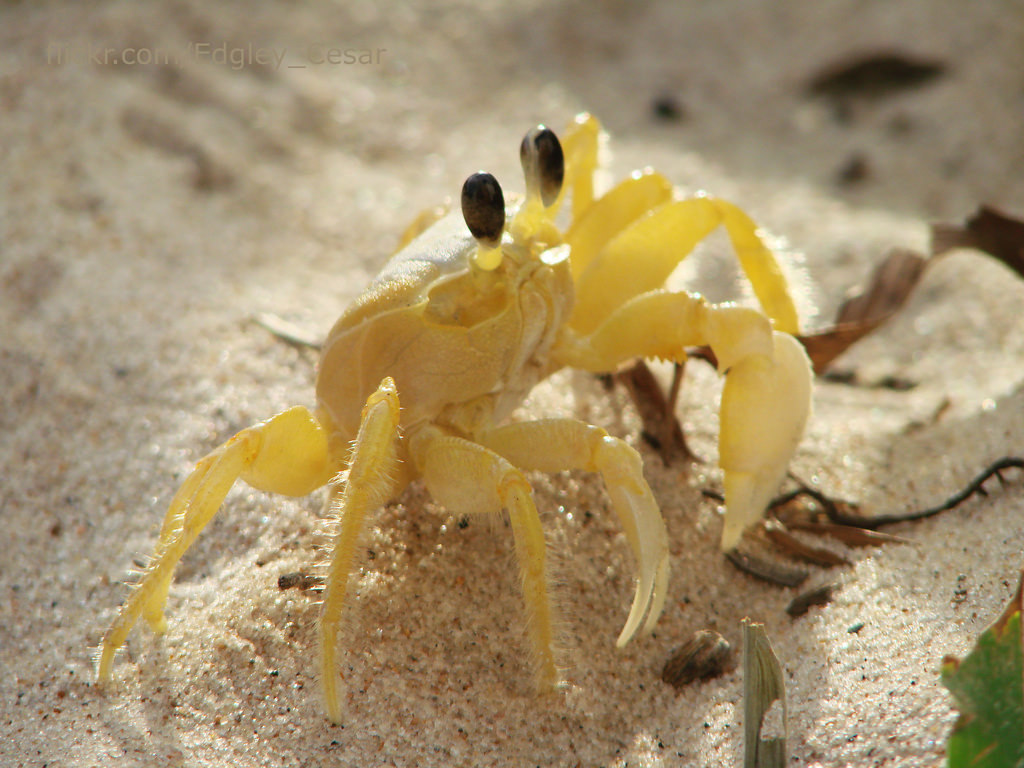 Atlantic Ghost Crab