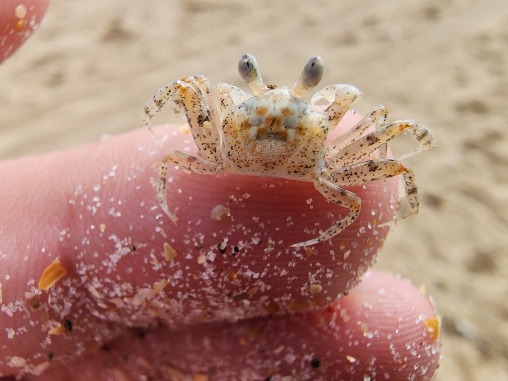 Atlantic Ghost Crab