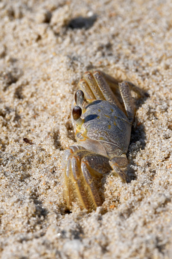 Atlantic Ghost Crab