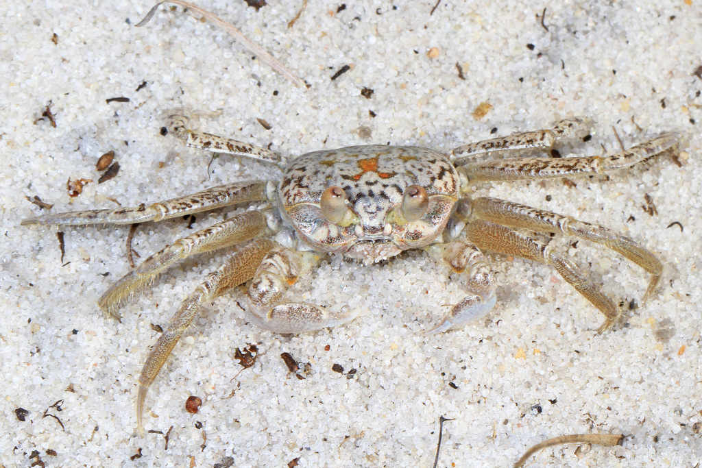 Atlantic Ghost Crab