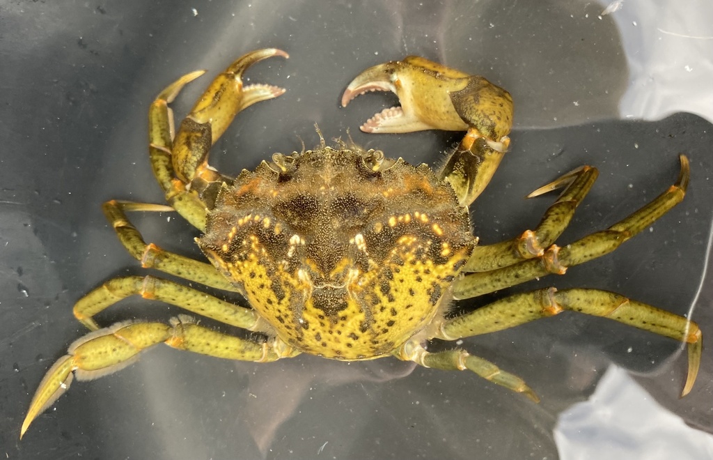 Crabe vert
