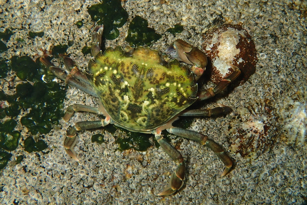 Crabe vert