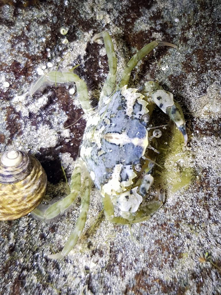 Crabe vert