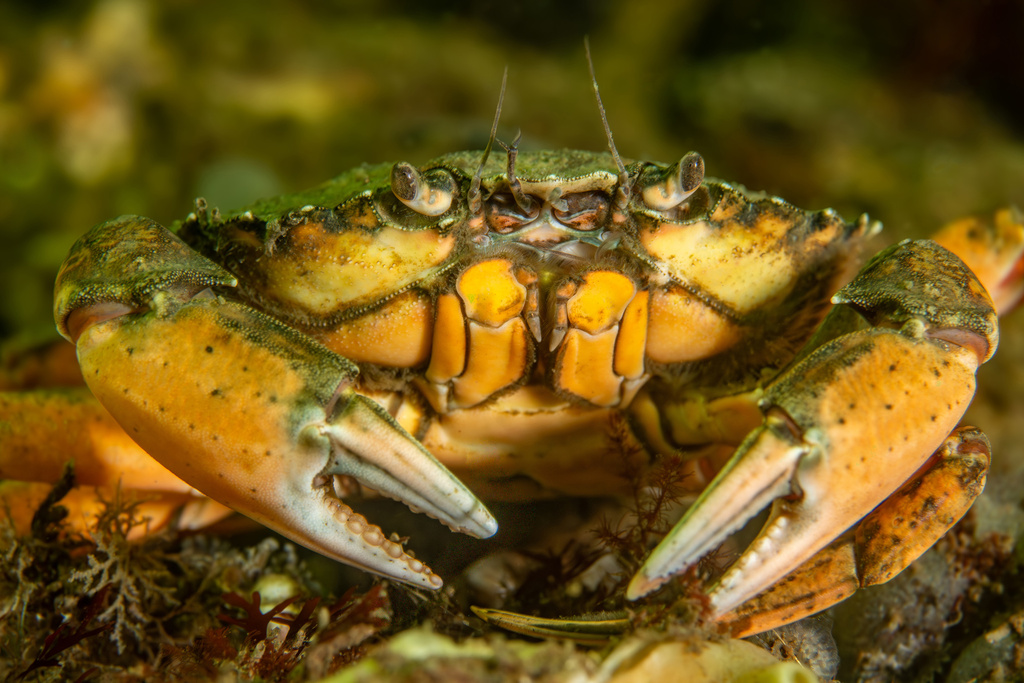 European Green Crab