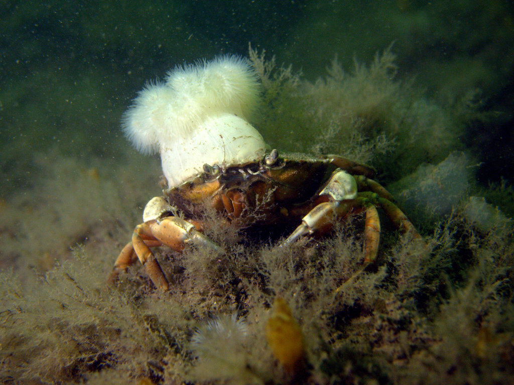 Crabe vert