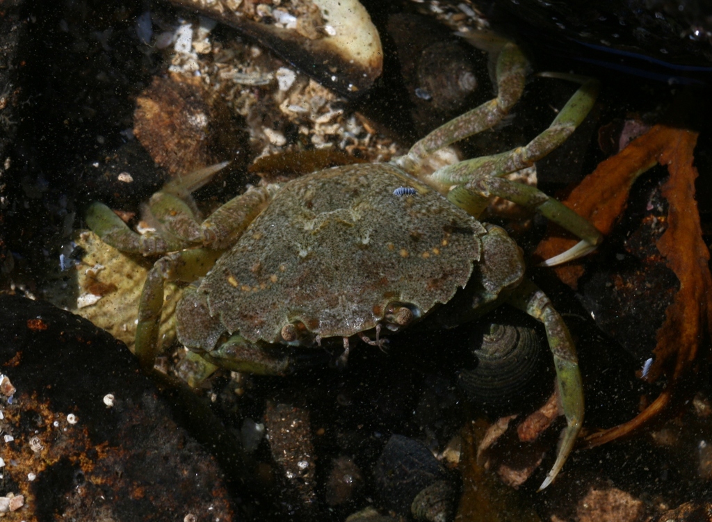 Crabe vert