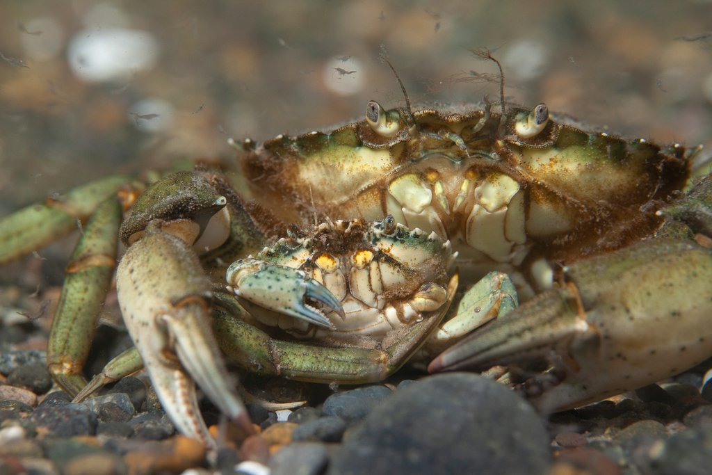 Crabe vert