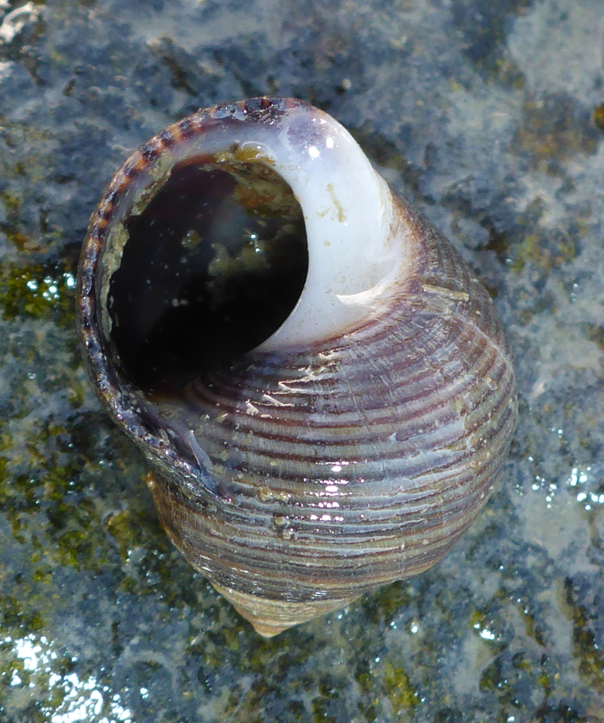 Bigorneau