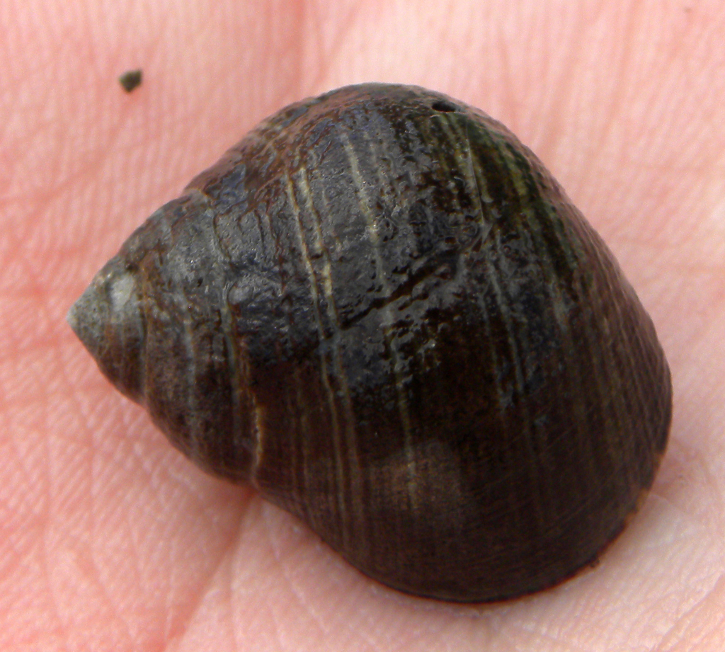 Bigorneau