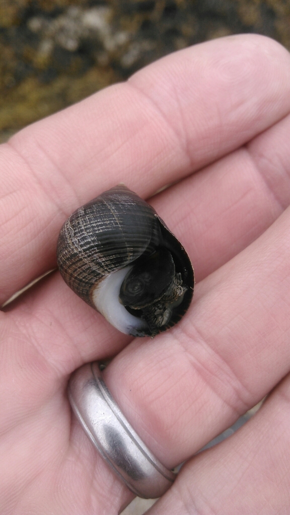Bigorneau