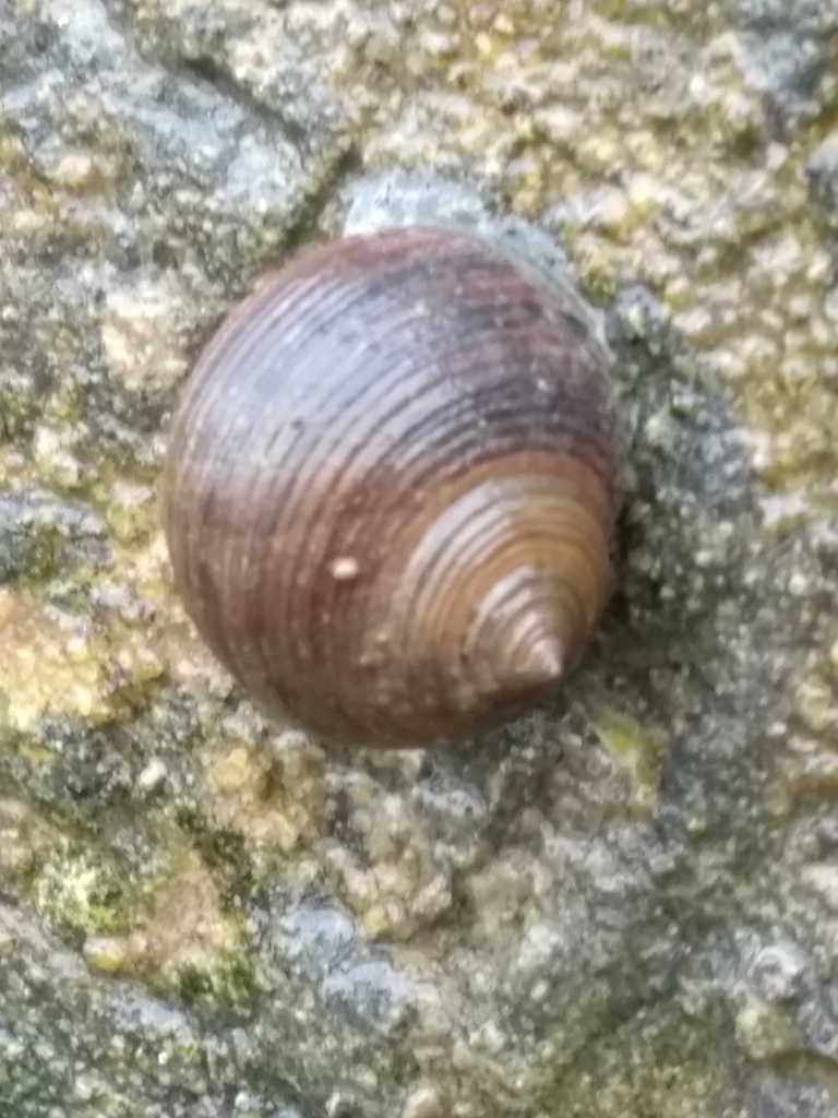 Bigorneau