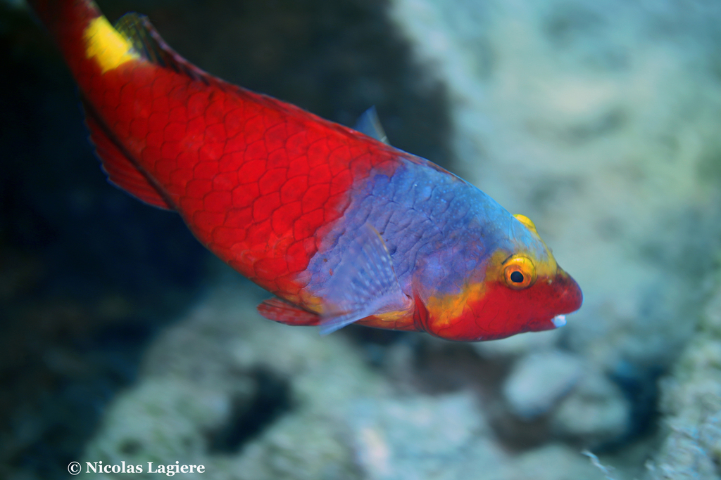 European Parrotfish