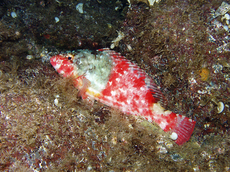 Perroquet méditerranéen