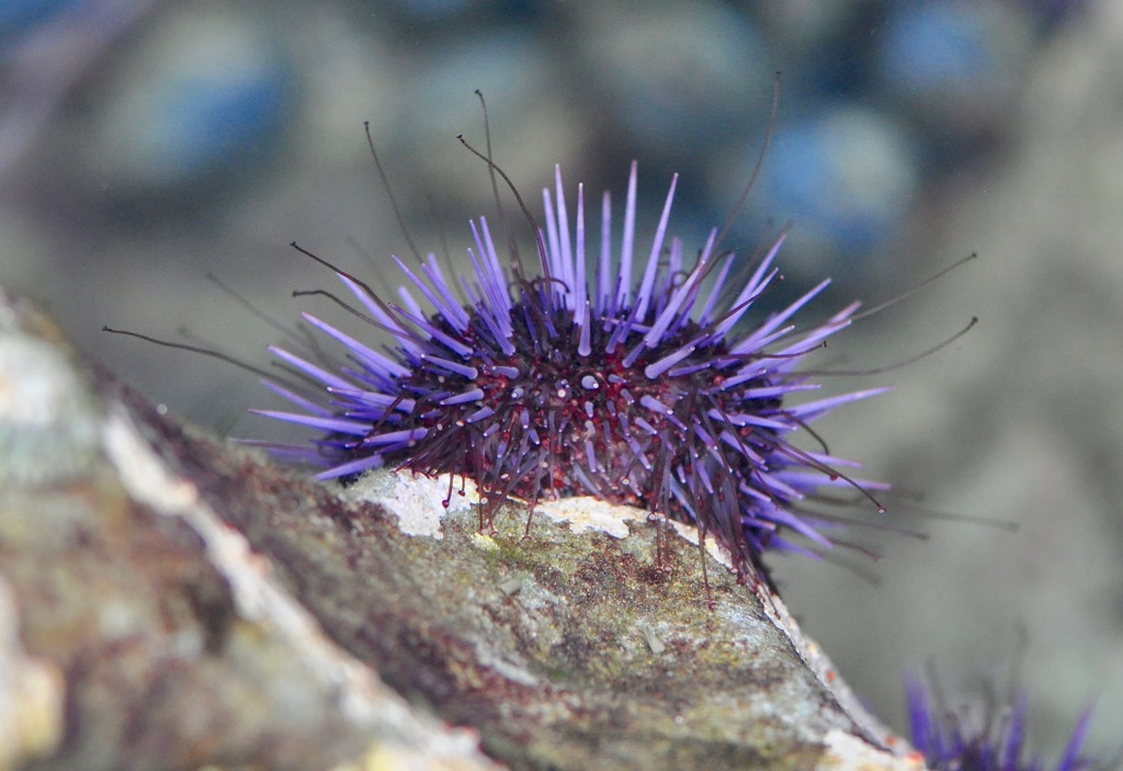 Pacific Purple Sea Urchin