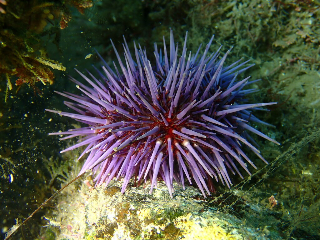 Pacific Purple Sea Urchin