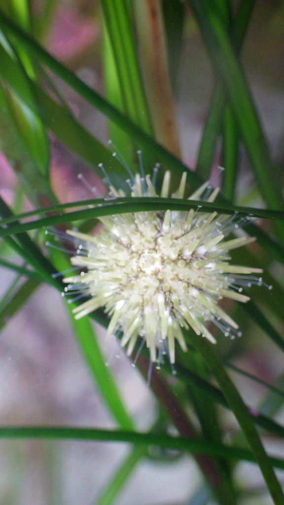 Pacific Purple Sea Urchin
