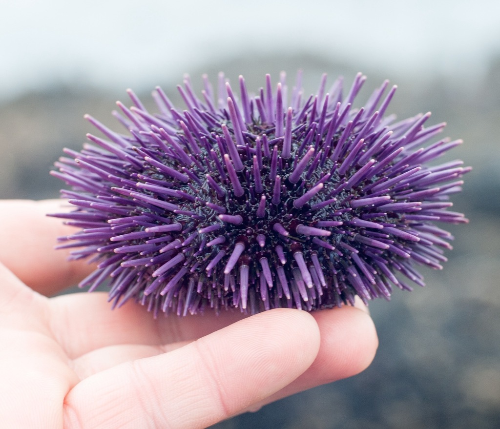 Pacific Purple Sea Urchin