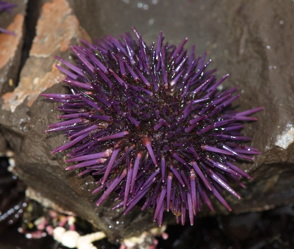 Pacific Purple Sea Urchin