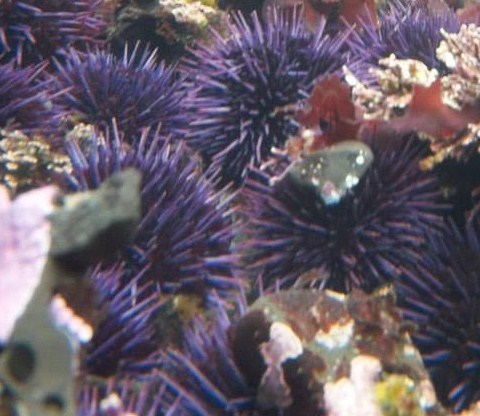 Pacific Purple Sea Urchin