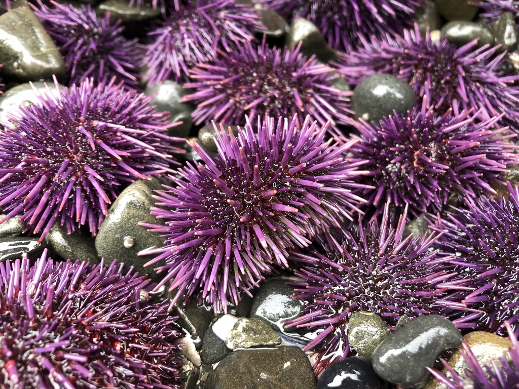Pacific Purple Sea Urchin