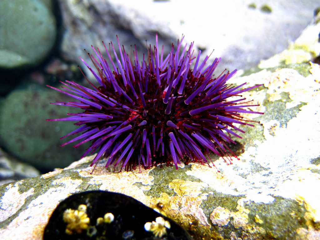 Pacific Purple Sea Urchin