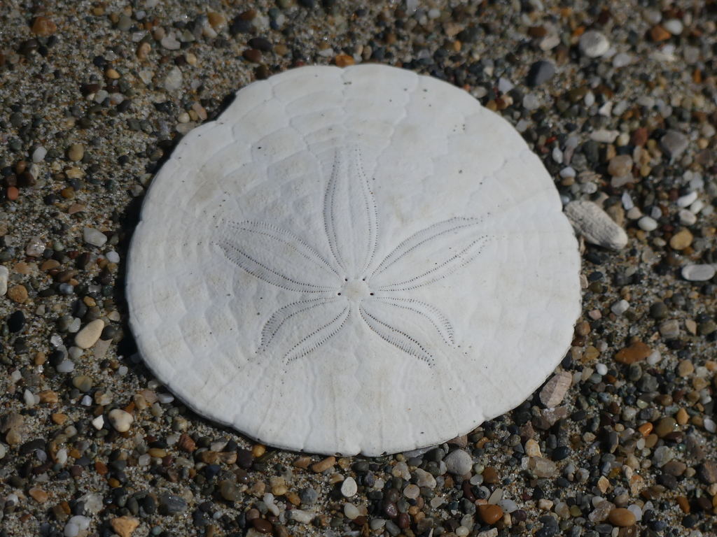 Eccentric Sand Dollar