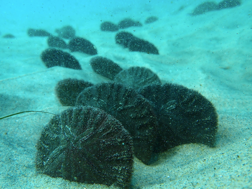 Eccentric Sand Dollar