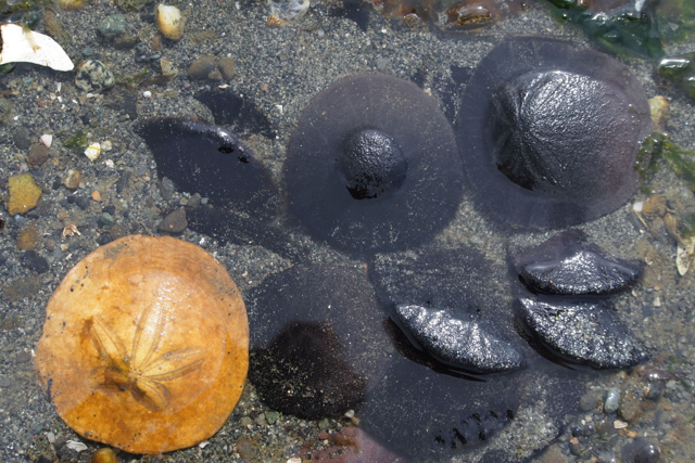 Eccentric Sand Dollar