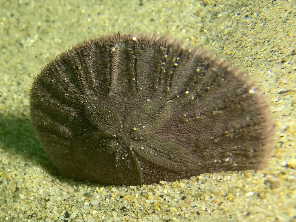 Eccentric Sand Dollar