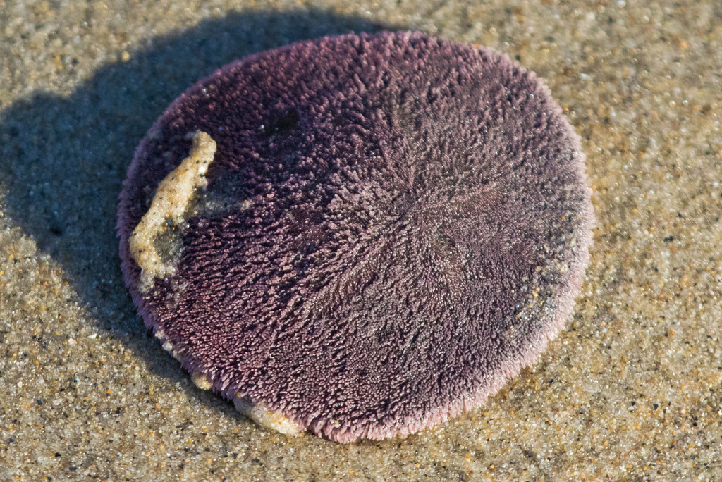 Eccentric Sand Dollar