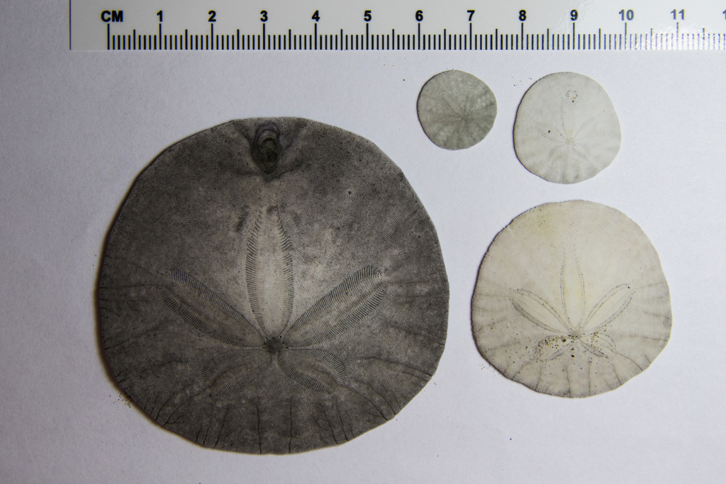 Eccentric Sand Dollar