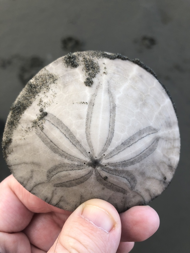 Eccentric Sand Dollar
