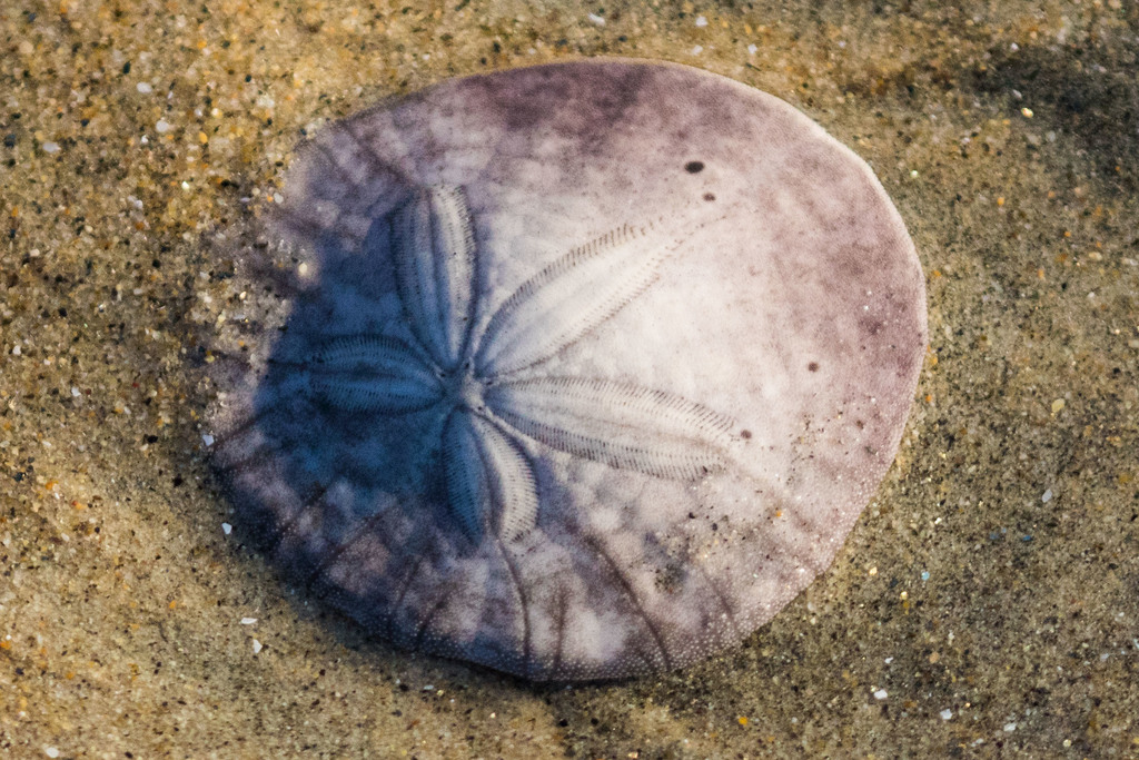 Eccentric Sand Dollar