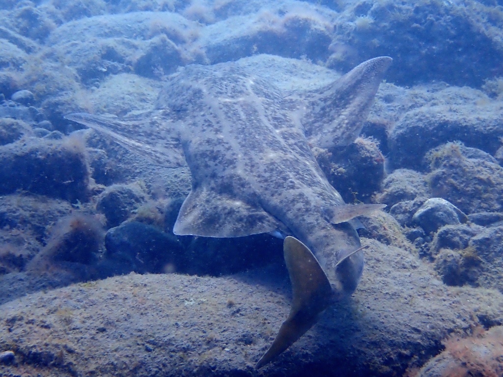 Ange de mer commun